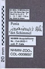 Etiketten zu Penia jowaiensis (NHMW-ZOO-COL-0008697)